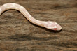 couleuvre helaphe
