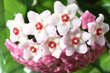 blumen
