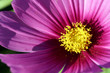 cosmos closeup