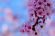 cherry tree