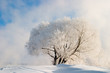 winter fog winter fog