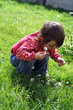 enfant ceuillant des fleurs enfant ceuillant des fleurs