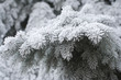 fir branches covered with snow