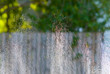 sprinkler