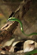 serpent costa rica