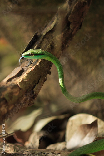 serpent costa rica