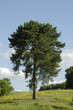 lonely pine