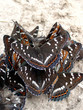 brown butterflies