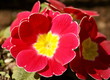 primula