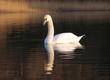 swan