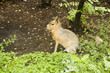 hare