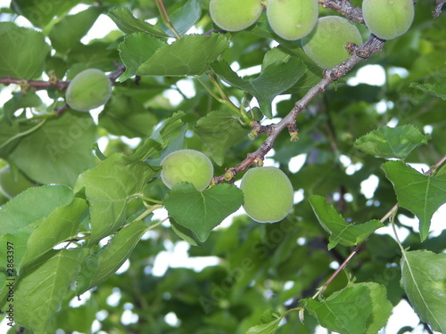Photo: apricots apricots