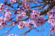 Photo: cherry tree cherry tree
