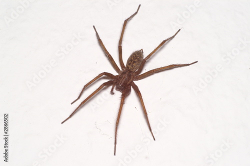 Foto: hauswinkelspinne ( tegenaria spec. ) hauswinkelspinne ( tegenaria spec. )