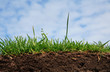 grass grass