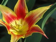 red and yellow tulip