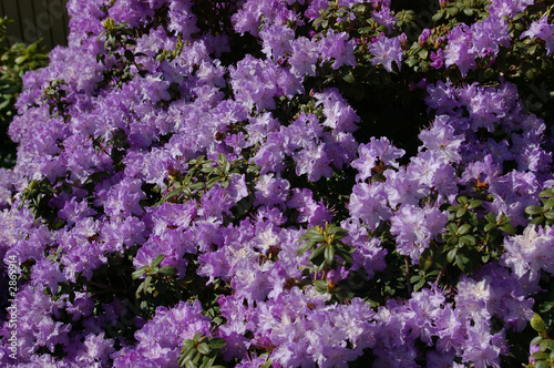 Photo: purple floral landscape purple floral landscape