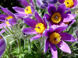 Foto: pulsatilla vulgaris pulsatilla vulgaris