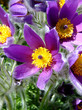 Foto: pulsatilla vulgaris pulsatilla vulgaris