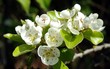 fleurs de poirier au printemps