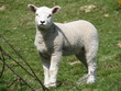 spring lamb