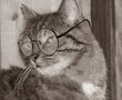 0742 - chat 0742 - chat