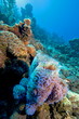 reef scene