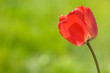 tulipe