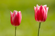 tulipe