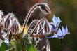 fleurs de bourrache fleurs de bourrache