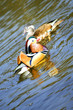 mandarin ducks