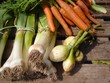 onions and carrots onions and carrots