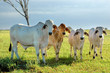group of brahmans group of brahmans