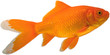 gold fish