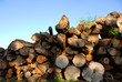 wood logs