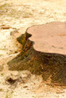 tree stump