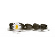 spa stones and daisy