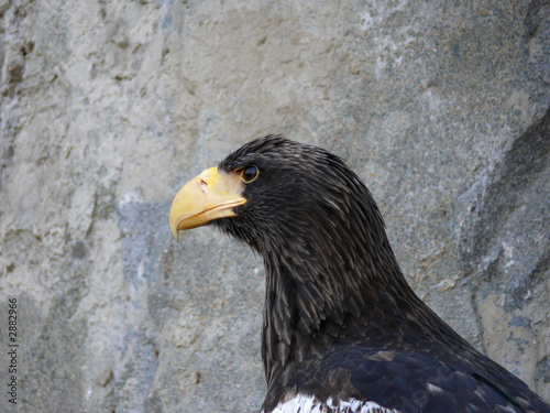 Foto: eagle bird eagle bird