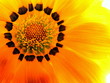inside flower