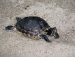 schildkröte