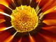 yellow-red flower