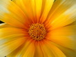 inside flower