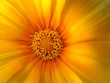 inside flower