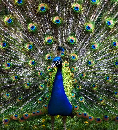 Photo: the peacock the peacock