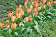 tulipa princess irene tulips tulipa princess irene tulips