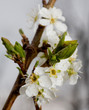 plum tree in bloom plum tree in bloom