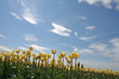 white tulips with dramatic clouds
