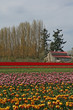 tulip fields with farmhouse
