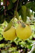naranja toronja 1