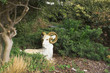 ram statue